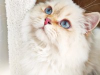 Full Secereli by 11 33 Erkek British Longhair