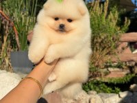 Orjinal Pomeranian yavrularımız