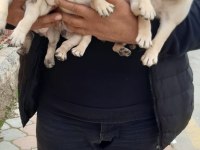 Orijinal pug bebekler
