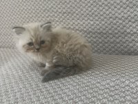 Scottish fold yavrularımız kendi kedilerimiz
