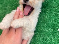 Maltese terrier uygun fiyat 6 erkek 1 dişi