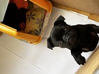 Ankara 4,5 aylık erkek pug