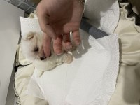Yavru Bembeyaz Morkie