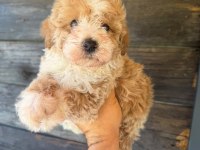 Çift renk özel kore maltipoo yavrular 