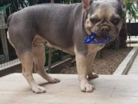 Sahiplendirme french bulldog