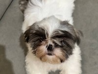 A ŞESECE SHIH TZU ÇOCUKLARIMIZ HAZIR
