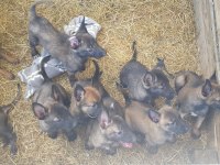 Malinois sağlam kan hattı