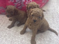 1 aylık Poodle 15 Mayıs teslim