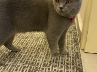 Eğitimli kısır uysal british shorthair