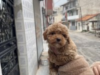 ŞİRİN MALTİPOO BEBEKLERİMİZ YENİ YUVASINI ARIYOR