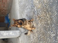 Orijinal şecereli k9 alman kurdu