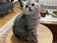 2 Aylık British Shorthair Yavru
