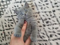 BRİTİSH KEDİLER