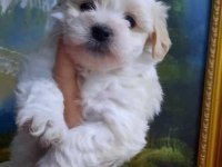 Bebeks Maltese Terrier