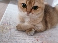 Scottish Fold Gold