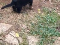 alman çoban köpeği yavruları