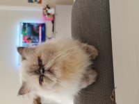 2 yaşında exotic shorthair