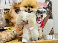 Federasyon Kayıtlı Orjinal Pomeranian Boo