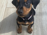 Satılık Safkan Doberman Yavruları