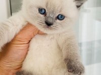 Teslime Hazır British Shorthair