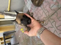 Belçika Kurdu Malinois 40 45 Günlük