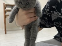 British shorthair yavrularımız yeni sahiplerini bekliyor