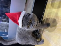 ÜCRETSİZ SAHİPLENDİRME KEDİMİZ