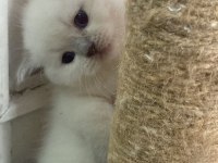 Ayı Surat Scottish Fold Bebekler