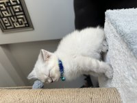 45-50 günlük SCOTTİSH ve BRITISH Shorthair BLUE POINT
