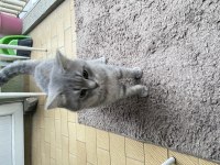British Shorthair 3 Yaşında