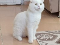 Scottish Fold Kedisi 7 Yaşında