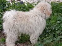 9 aylık erkek tüm aşıları tam maltipoo