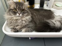 Chinchilla iran kırması erkek 1 yaşında
