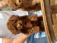 Petmode köpek çiftliğinde ziyarete açık toy poodle