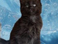 Değerini bilene özel XXL MAINE COON BEBEĞİM