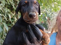 IRK VE SAĞLIK GARANTİ SAF KAN DOBERMAN YAVRULARIMIZ