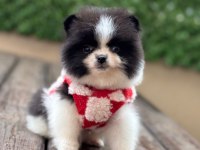2 aylık dişi pomeranian yavru