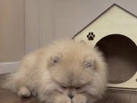 POMERANİAN BOO ORANGE ERKEK
