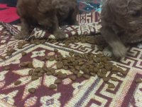Toy poodle yavrularımız sizlere dost olmaya hazırdır