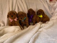Müthiş kore poodle yavruları