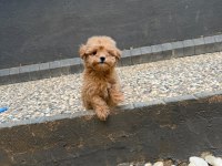 Güzel yüzlü yavru maltipoo