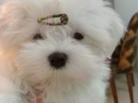 Muhteşem maltese
