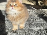 Safkan golden british longhair