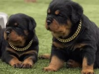 Rottweiler Yavruları