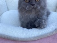 2 yavru kardeşler british longhair