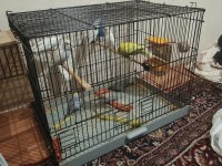 Sağlıklı muhabbet kuşları ister toplu ister tek tek