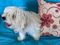 Acil Ömürlük Yuva Ücretsiz Sahiplendirme köpeğimiz