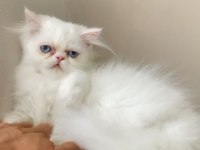 Exotic longhair kalıcı mavi göz