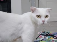 3-4 ay arası 3 tane erkek scottish fold