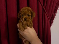 Toy poodle köpeği 2 aylık
